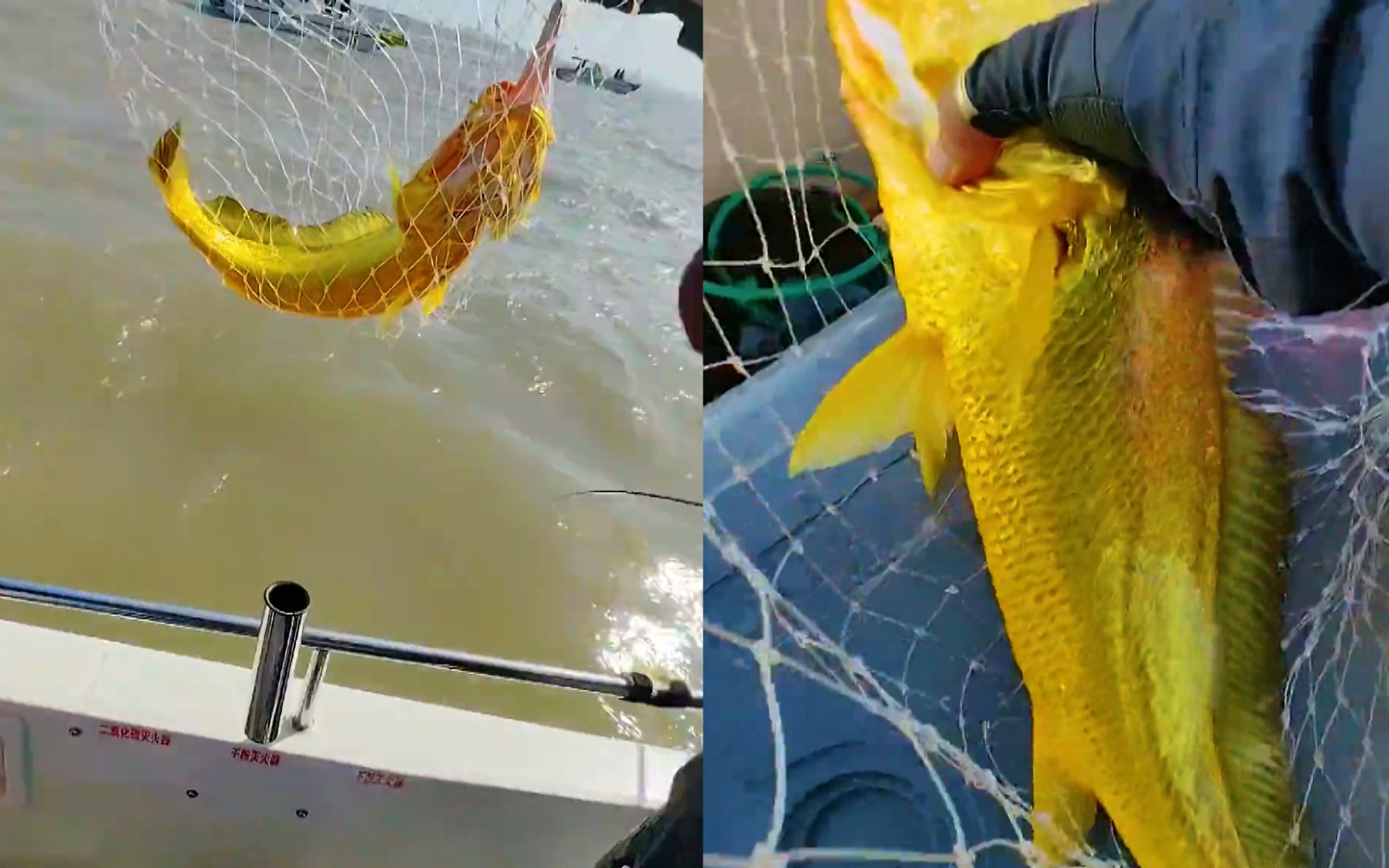 男子钓上3斤多野生大黄鱼,通体金光闪闪:低于2万元就吃掉