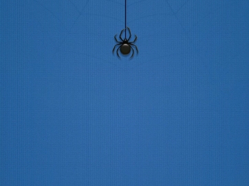 spider solitaire,large card by solitaire cardstudio lv1-5 &