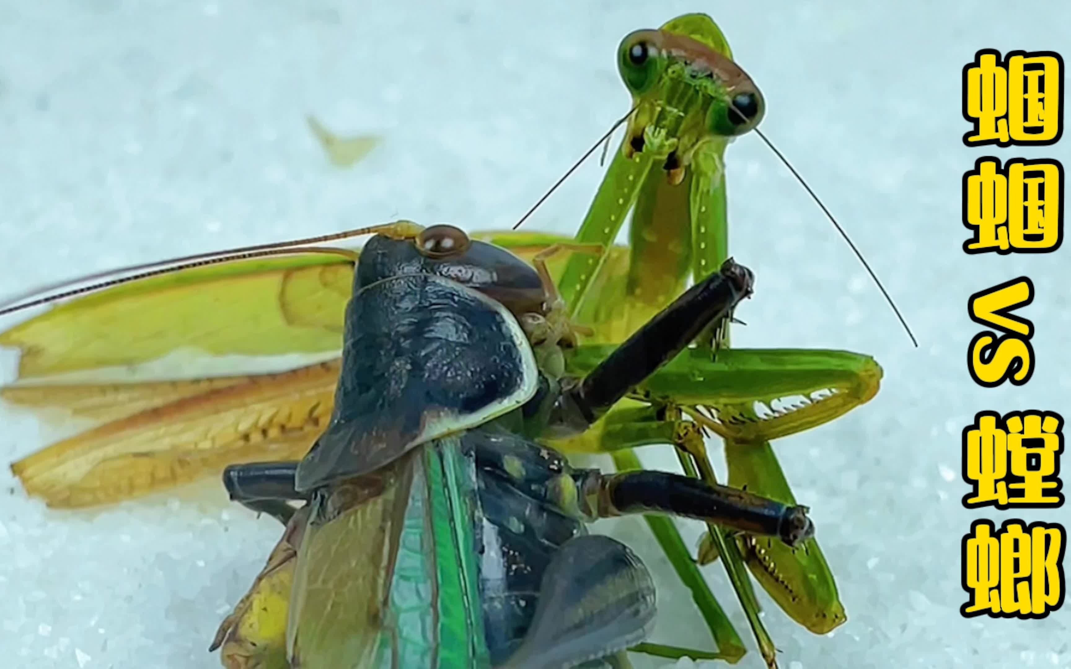 授粉蟋蟀vs澳宽螳螂图片