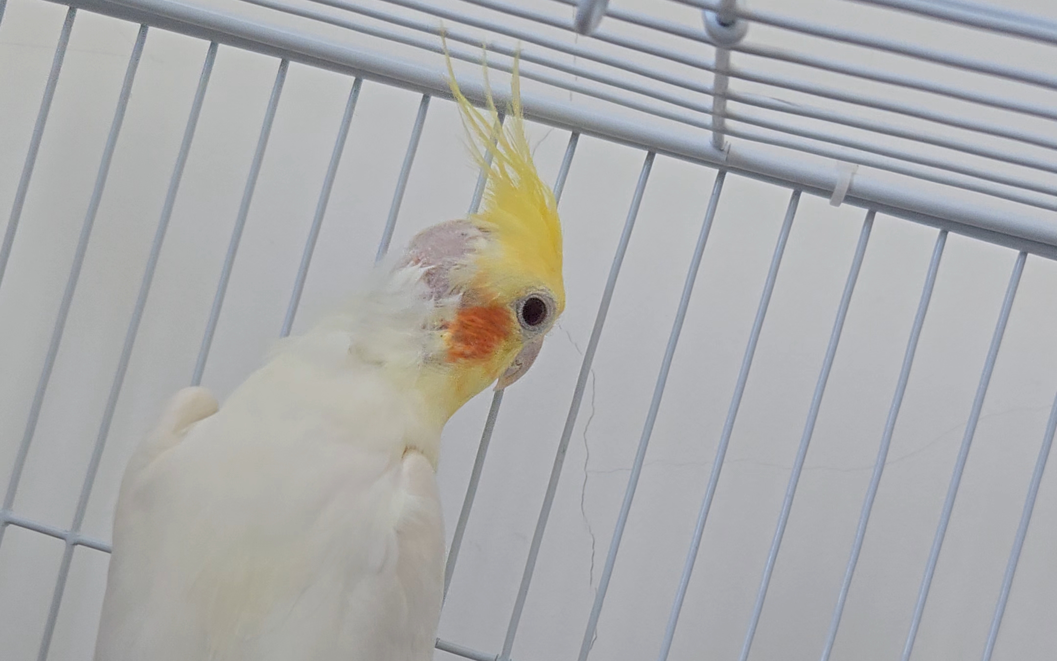 秃头秃头秃头鸡!