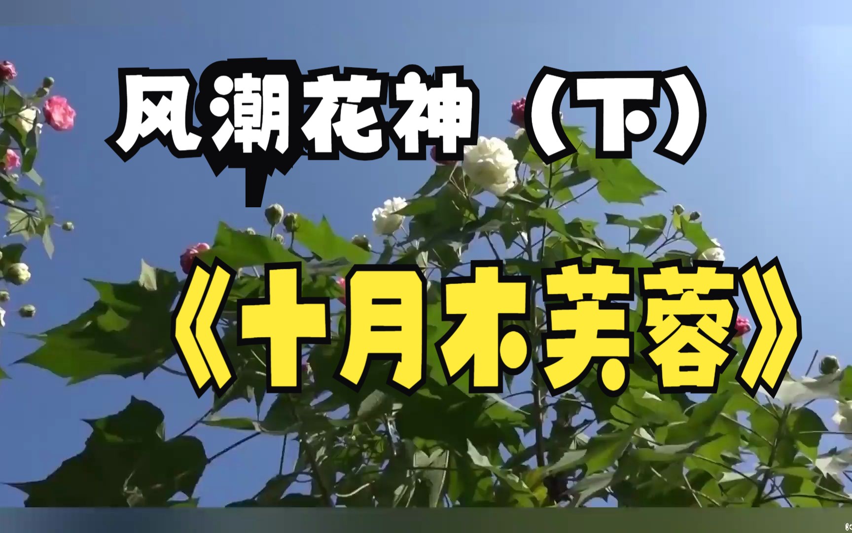 [图]十月 木芙蓉-花神石曼卿