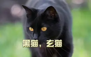 Download Video: 【喵星人】田园黑猫：黑色魅力的自然之美