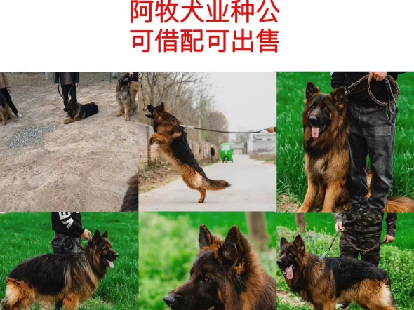 【陕西潼关阿牧德牧犬舍】最新视频已上线,快来围观!