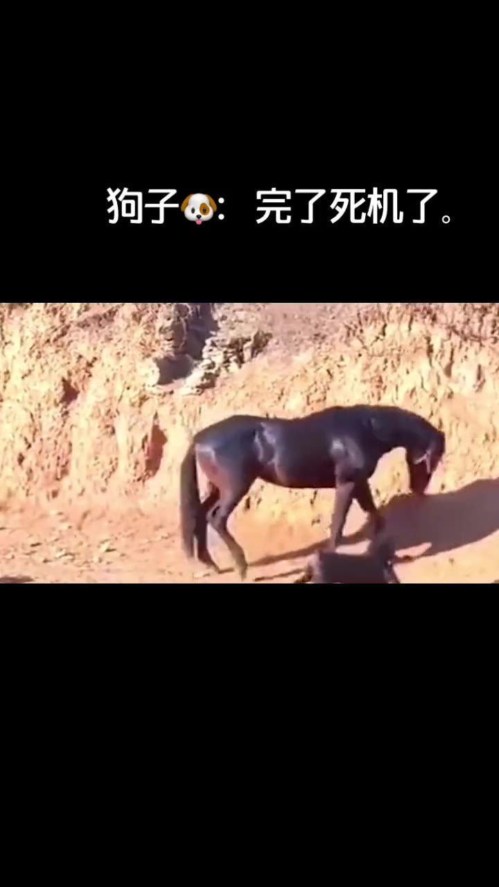 狗狗被马踢了,这下不叫了.哔哩哔哩bilibili