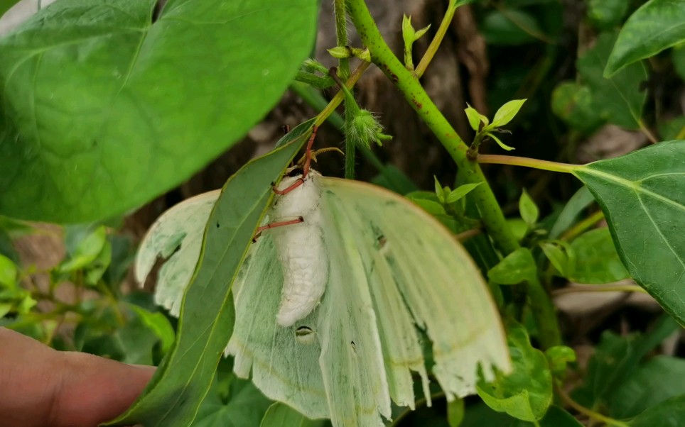 你没有见过的大扑愣蛾子