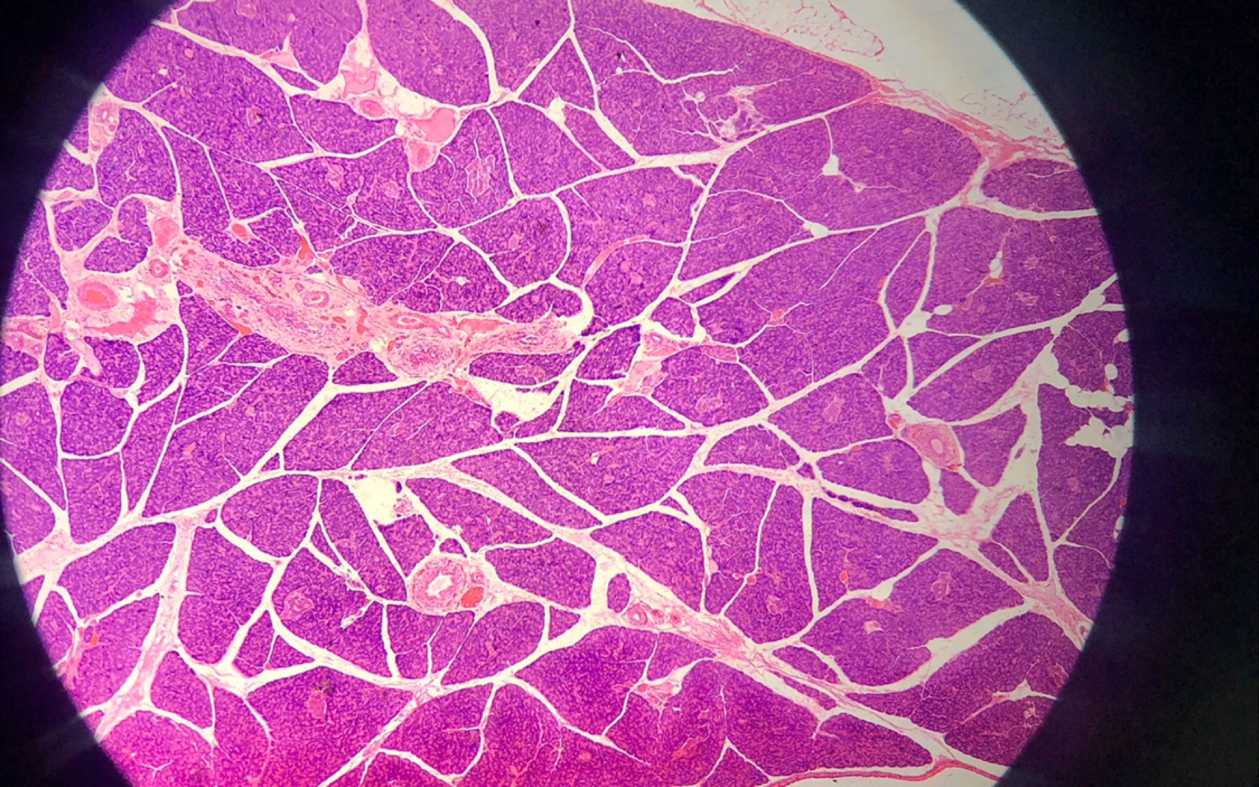 组织学实验-猪肝,胰腺,肺,气管
