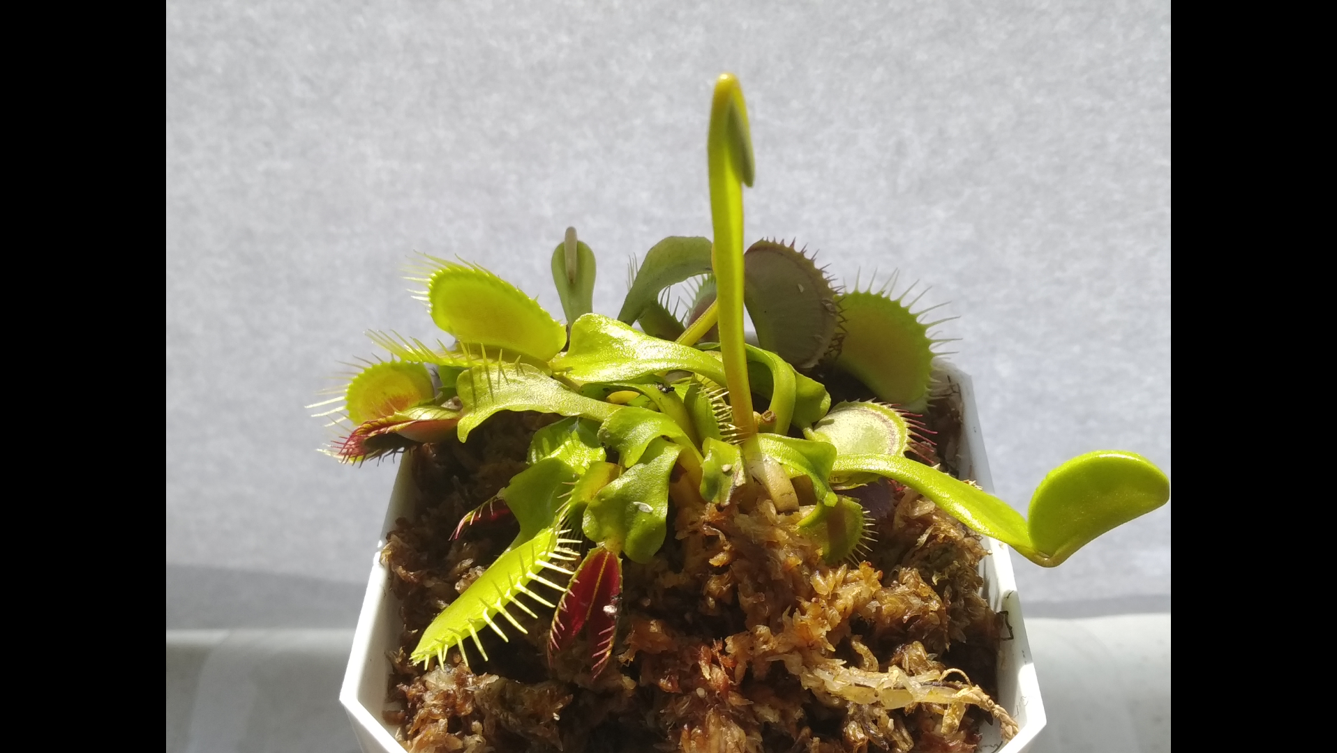 春季状态的捕蝇草