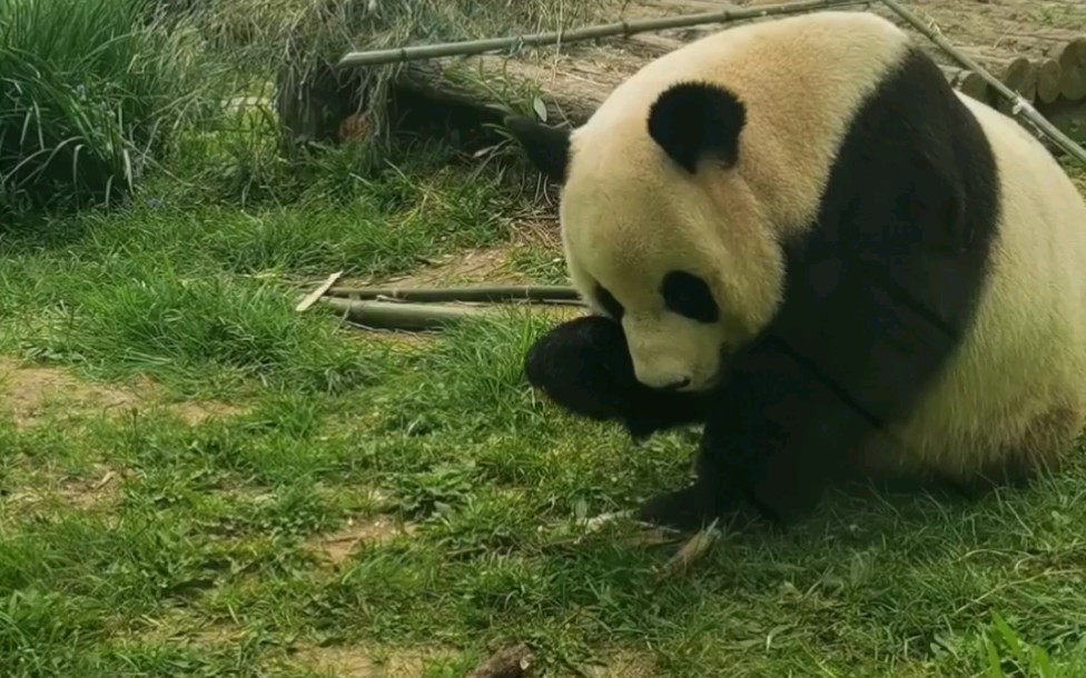 〔大熊猫〕虎虎觅食小能手.因为网站后台原因弹幕和评论可能需要隔天刷视频才可以发布成功哔哩哔哩bilibili