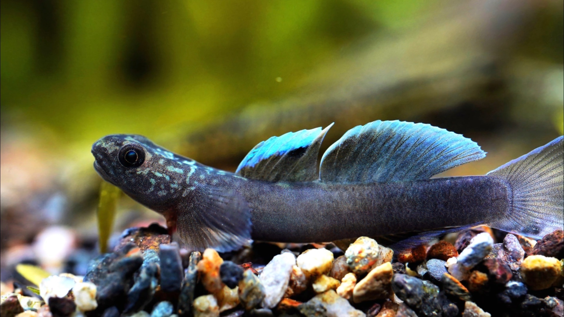 白帆恐龙韧虾虎#虾虎#图片在微博哦