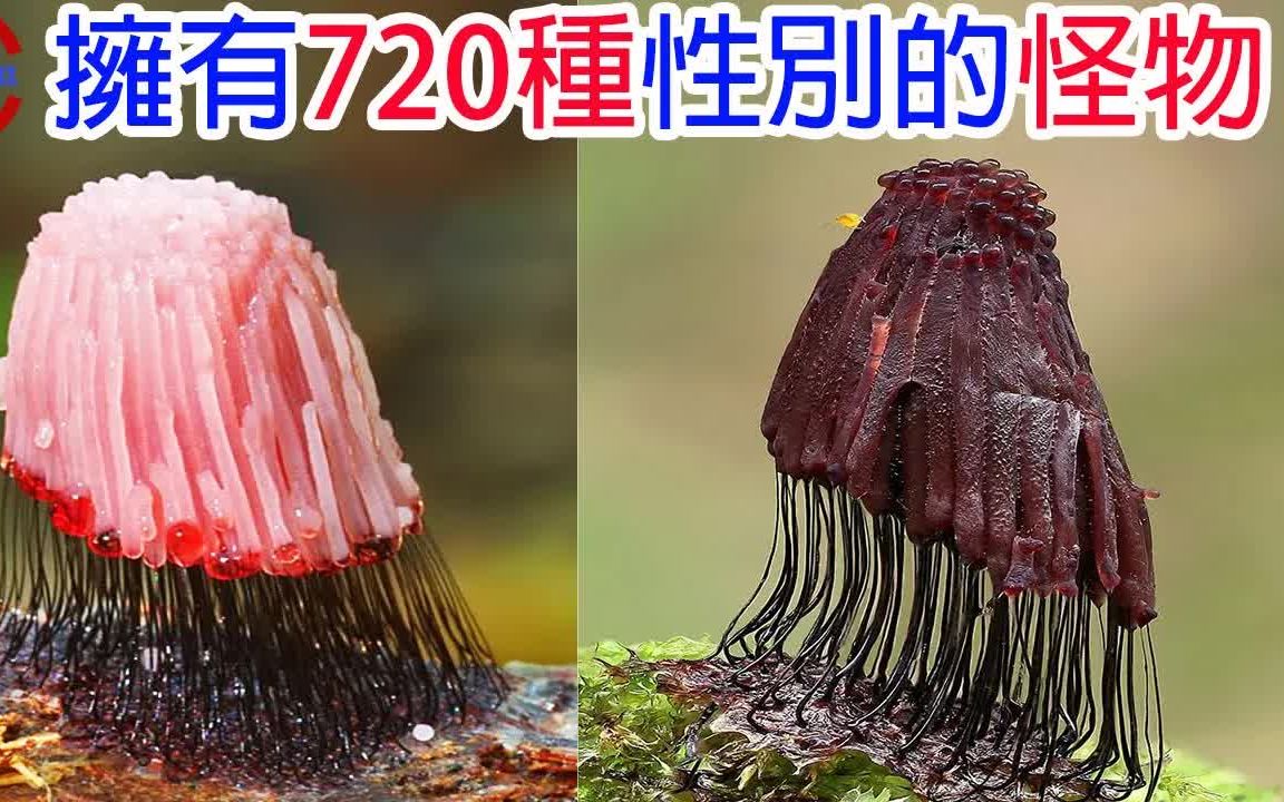 [图]擁有720種性別無腦卻能思考的異種生物 | 生物學者無法分類的生物 | 比人類還要高的智商? |Takeshi小刚