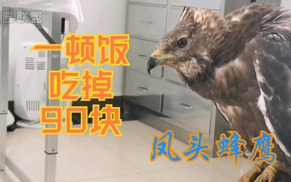 [图]【凤头蜂鹰】一顿伙食九十块钱？新来病号吃穷保护中心