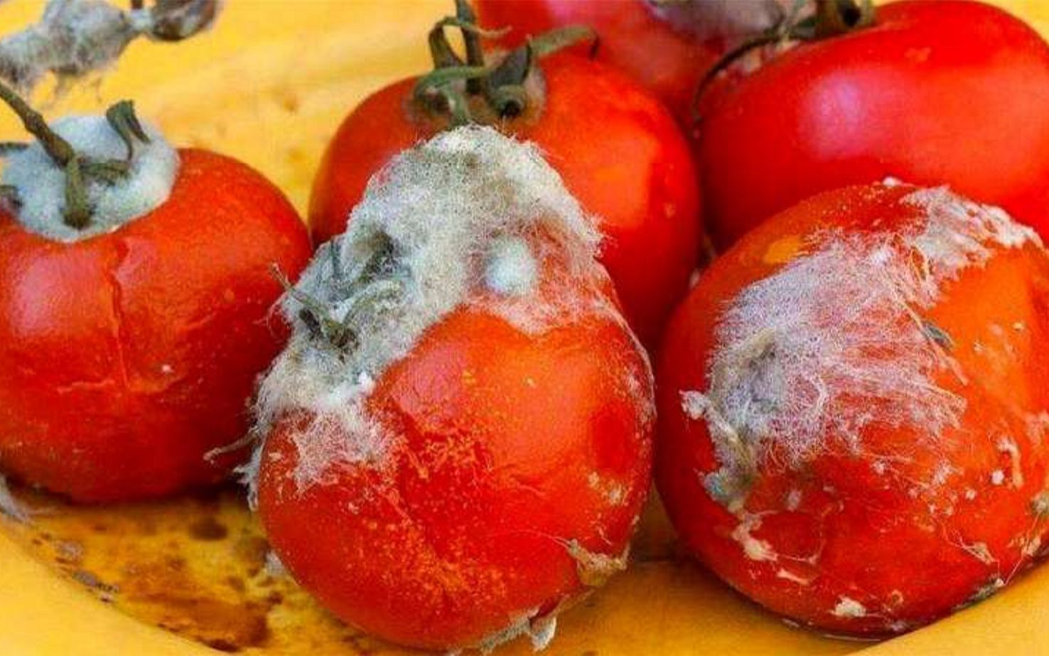 不管有钱没钱,烂西红柿千万不要扔,值钱又实用,赶快提醒家里人