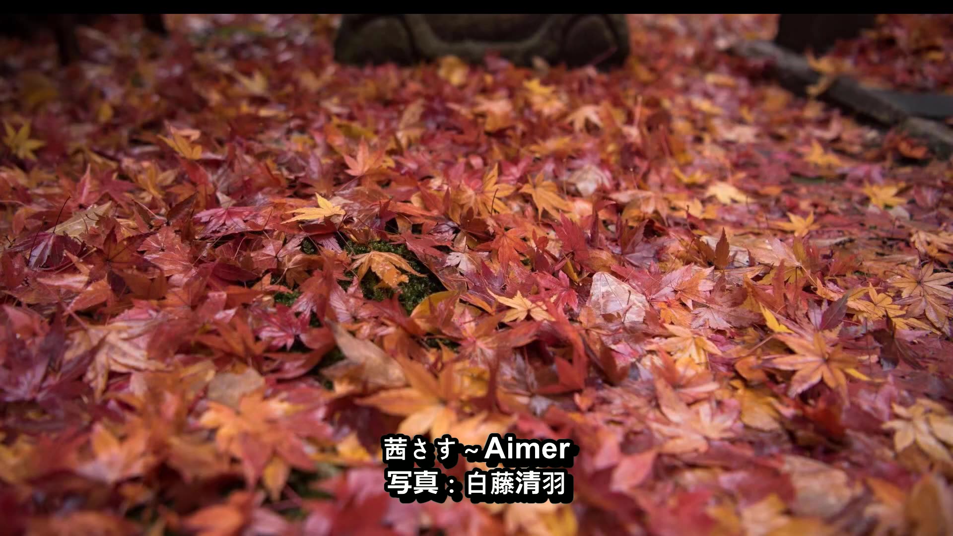 茜さす  aimer哔哩哔哩bilibili