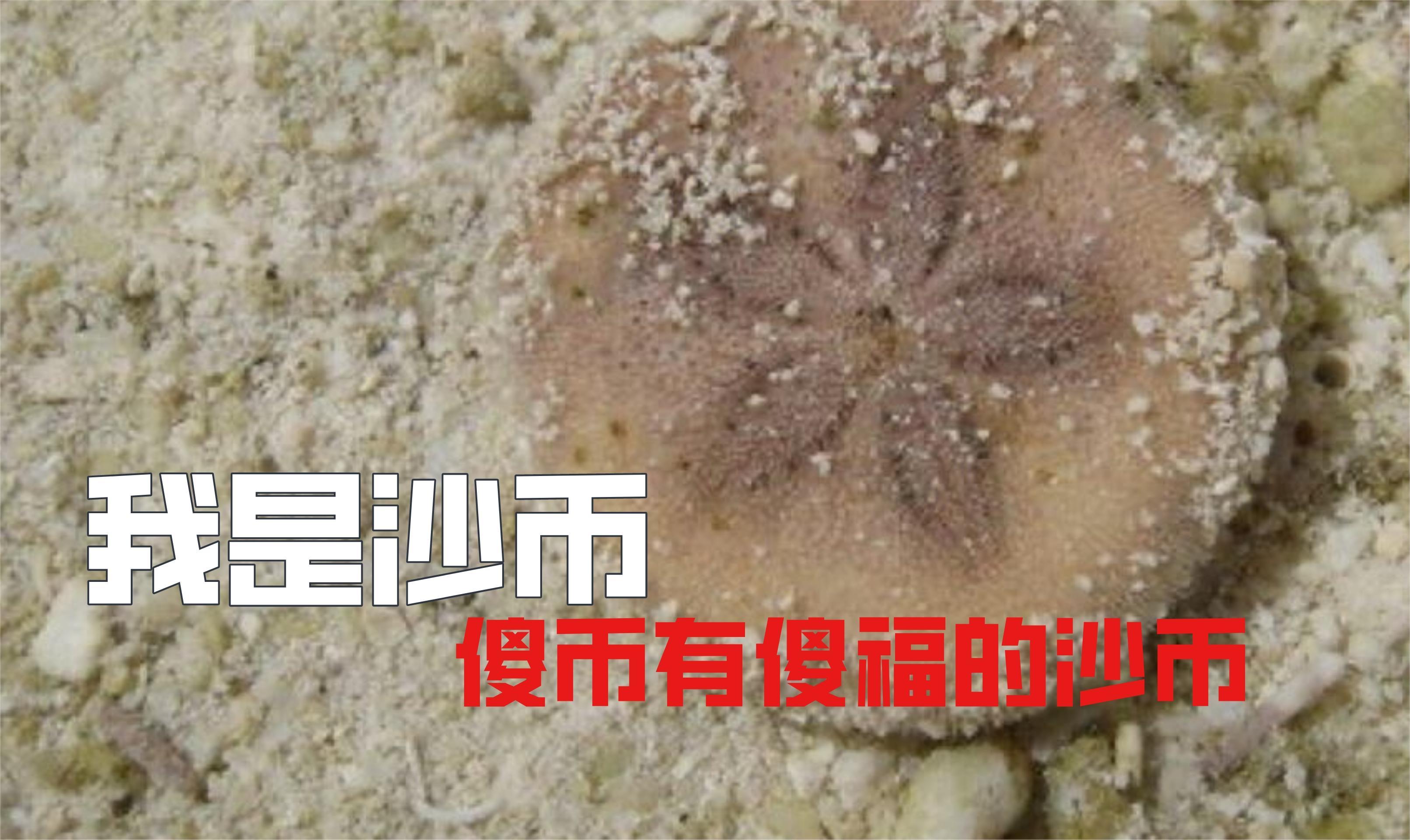 [图]你们见过沙币吗？它傻得把自己进化成了没有任何天敌的生物