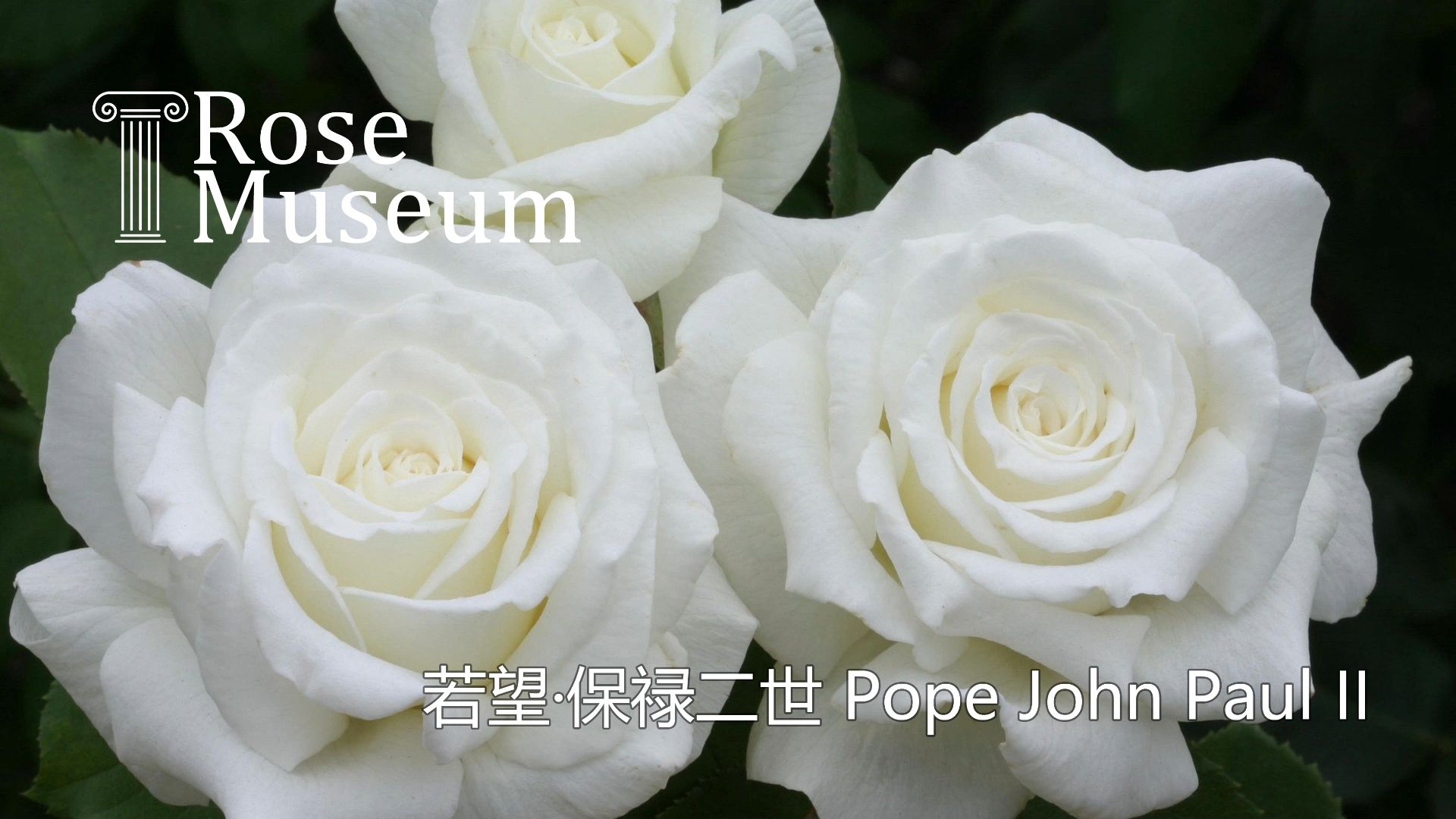 杂交茶香月季若望ⷮŠ保禄二世 Pope John Paul II哔哩哔哩bilibili