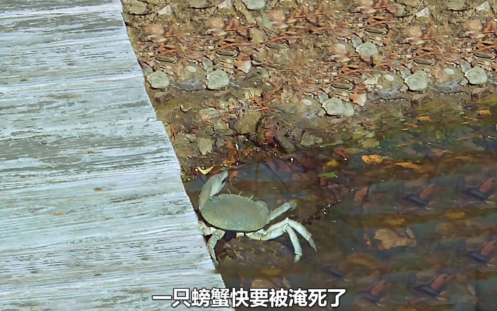 《螃蟹怪物来袭》螃蟹吃了激素葡萄,瞬间长大袭击人类