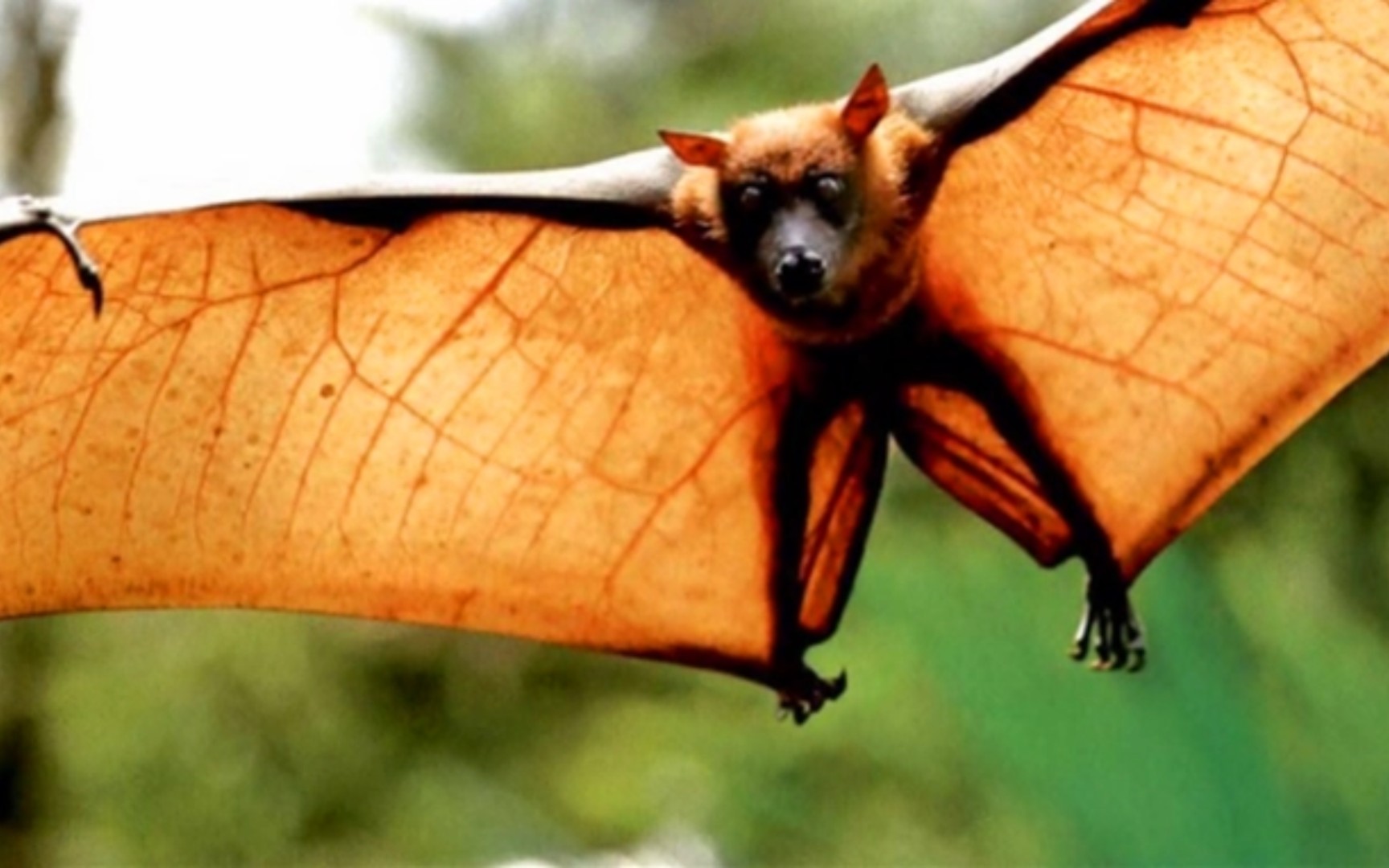 毒王"蝙蝠:地球上唯一会飞的哺乳动物,为何喜欢倒挂着睡觉?