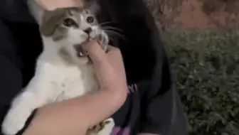 《抓猫高手》引猫出洞，预判出手，手指戳喉！猫：你敢相信全是控？