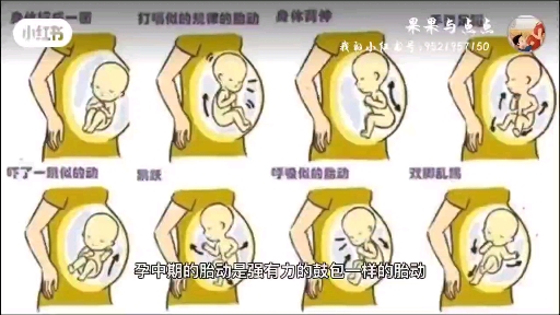 孕期数胎动小知识哔哩哔哩bilibili