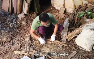 Tải video: 白蚁危害这么大！小伙家的木板全被吃完，大家有什么防治方法吗？