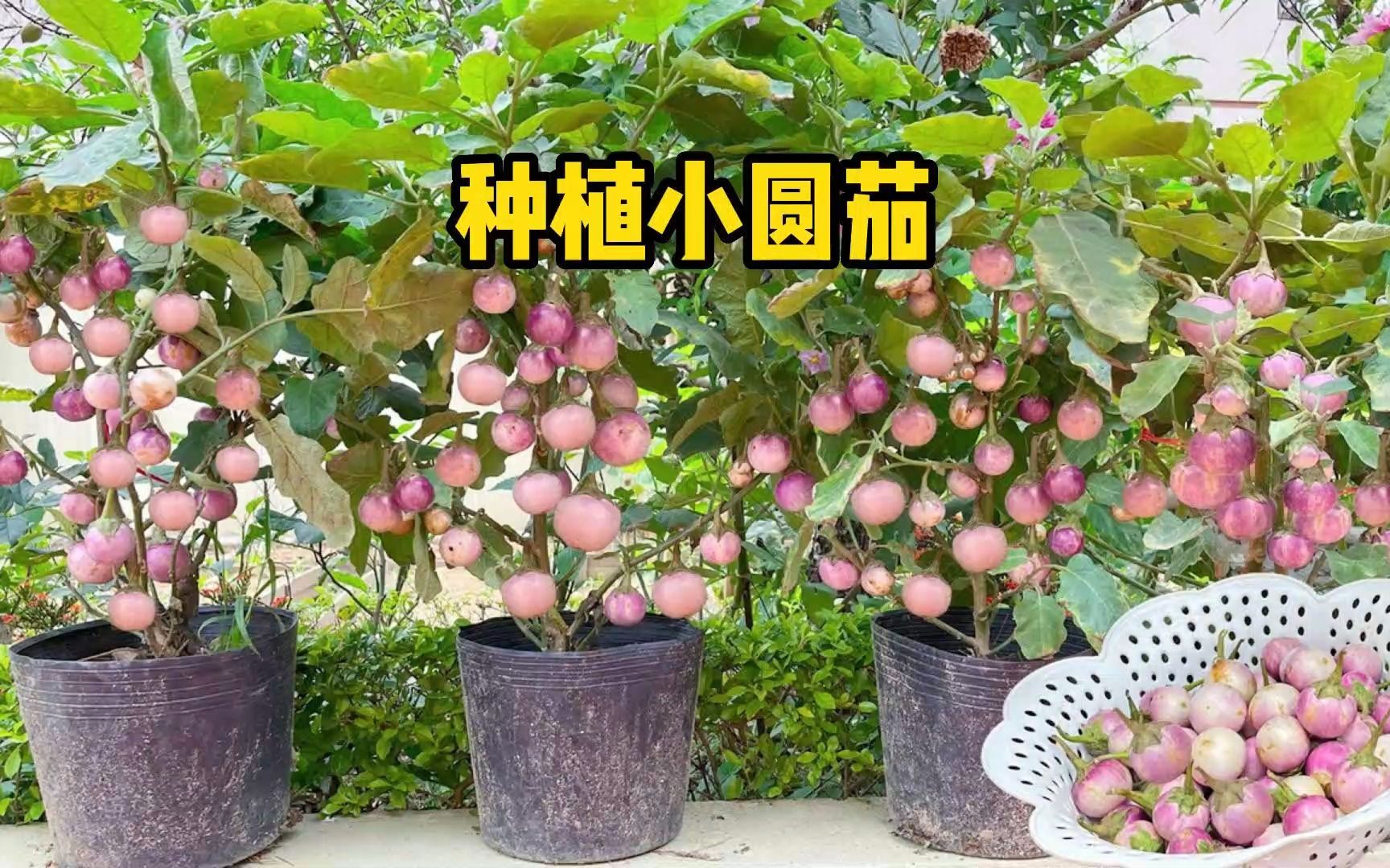 用花盆在家种植小圆茄,种在阳台小院,好看又好吃哔哩哔哩bilibili