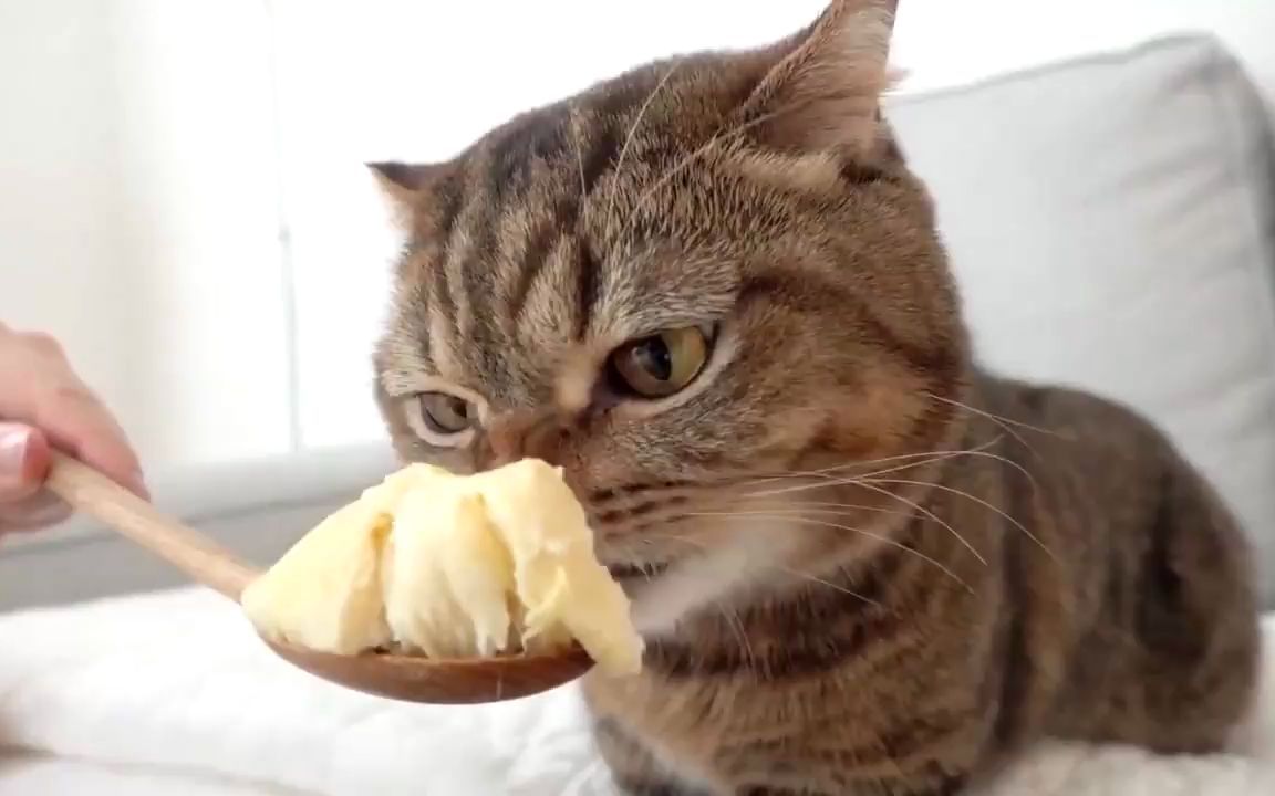 喵星人吃榴莲,会是什么表情?下一秒让人忍不住笑出猪叫声