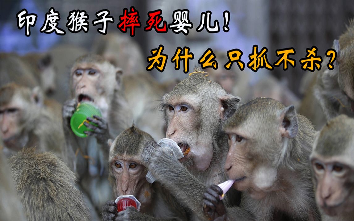活动作品印度的猴子摔死婴儿打劫游客弄死250条狗为什么只抓不杀