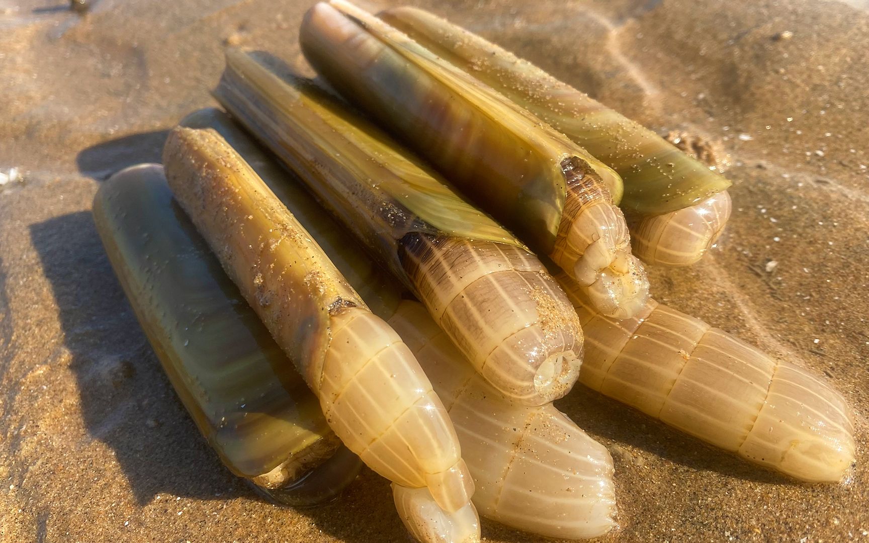 大海退潮后,二强在沙滩上抓蛏王,太过瘾了_哔哩哔哩 (゜-゜)つロ 干杯
