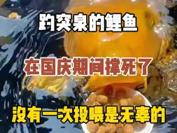 Download Video: 趵突泉的鲤鱼在国庆期间撑死了，可以说没有一个投喂的游客是无辜的