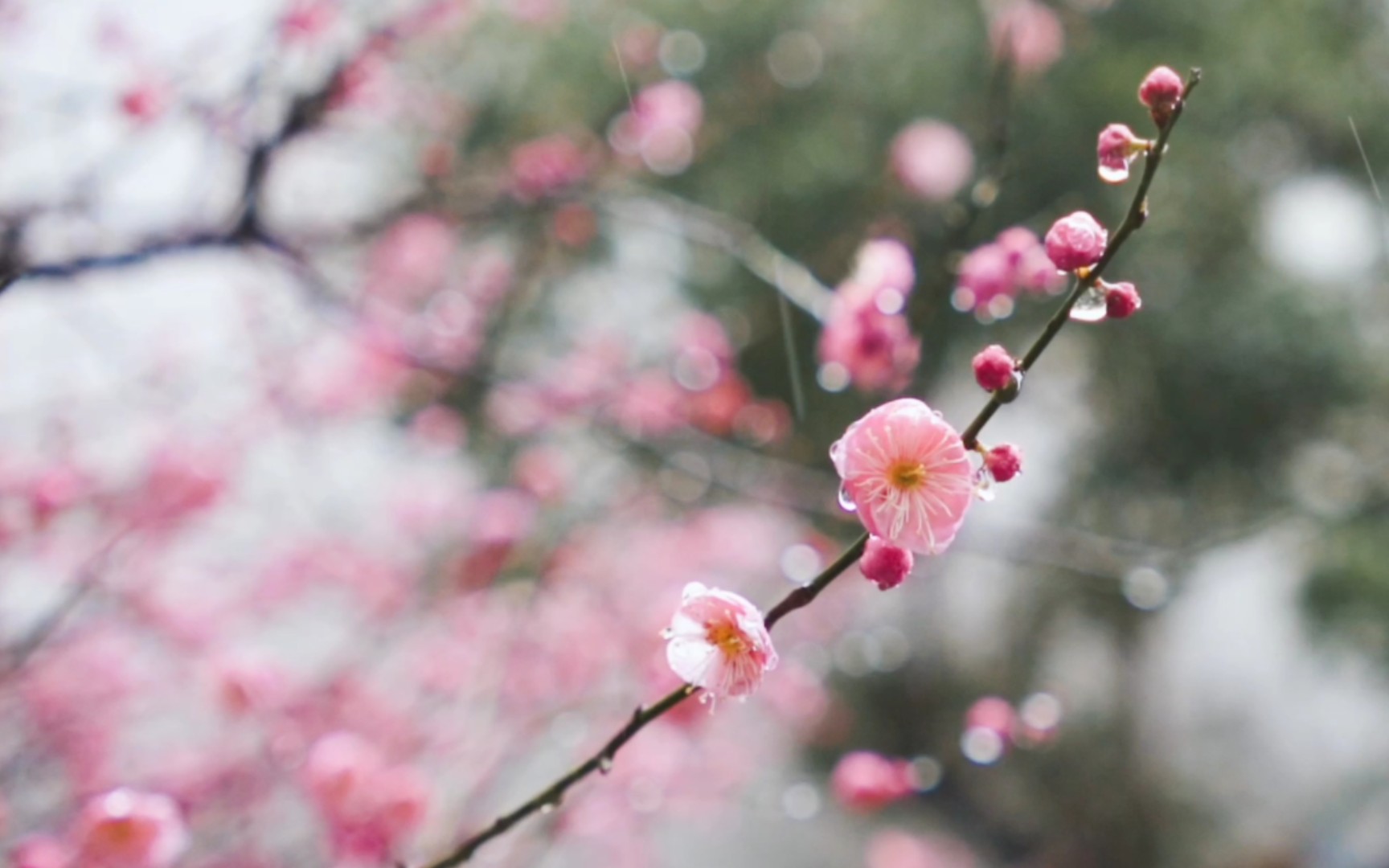 [图]【空镜素材】雨中的梅花｜雨中的桃花｜被雨打湿的花瓣