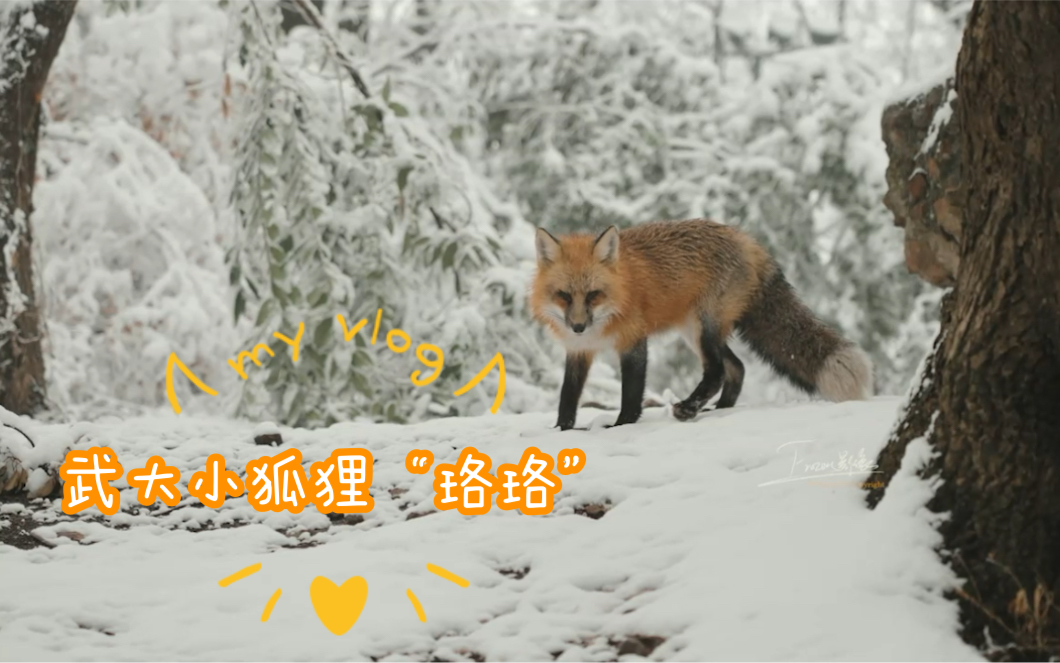 武汉终于下大雪了!武大小狐狸带我走进它的冰雪世界哔哩哔哩bilibili