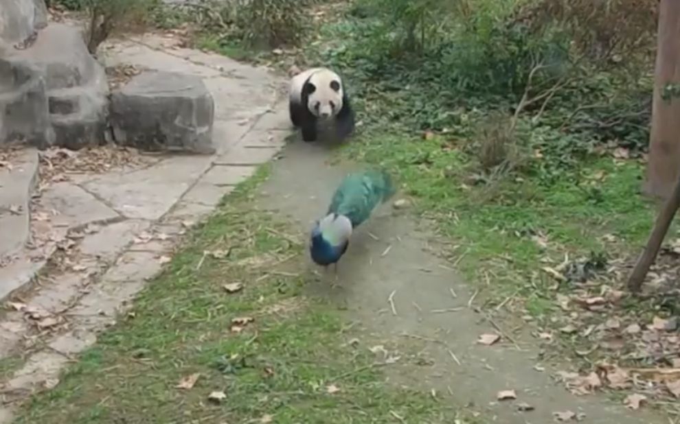 [图]孔雀开屏向熊猫炫耀，下一秒国宝的反应让人捧腹，大家憋住不要笑