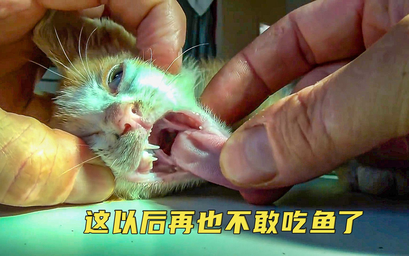 身为一只猫,吃个鱼竟能卡住鱼刺,是鱼太硬还是猫太笨