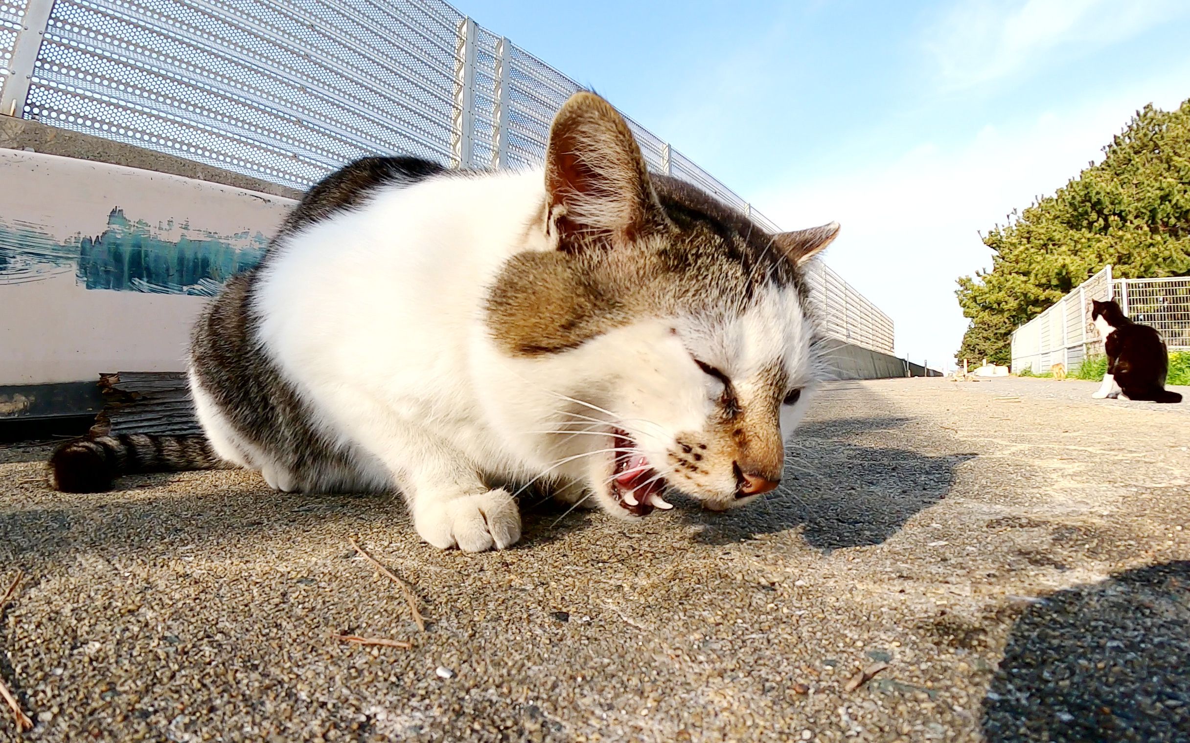 生活在渔港的流浪猫吃鱼骨头