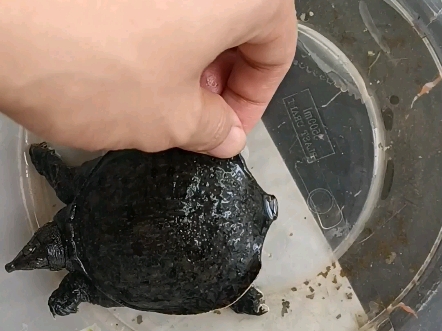 小鳖:来,我来给你展示一下腹肌!