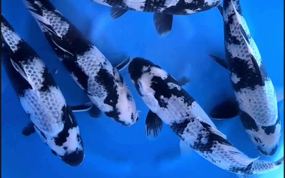 大冢影白写锦鲤,一盆两岁雌性逸品观赏鱼.