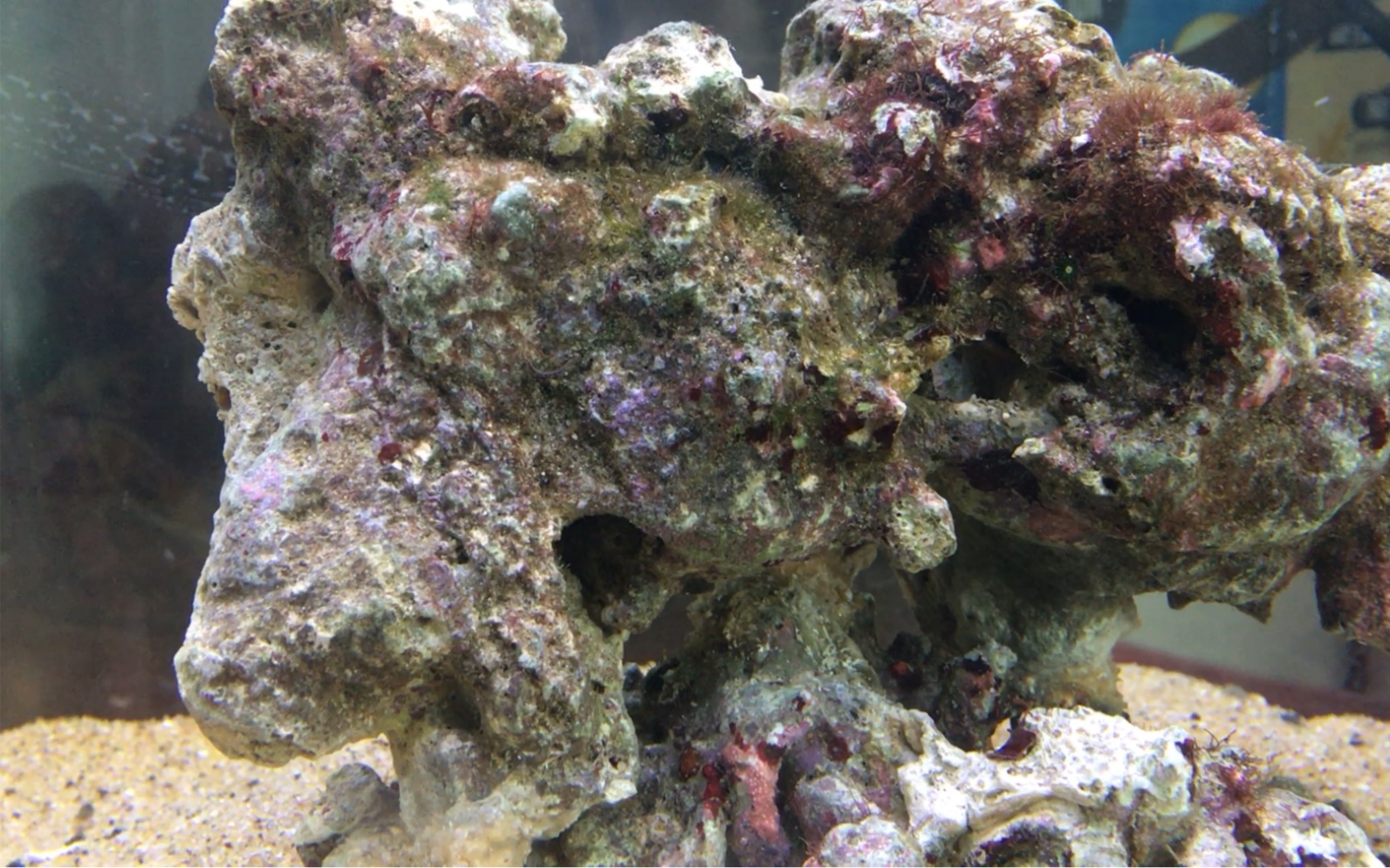 活石上的小虫子?