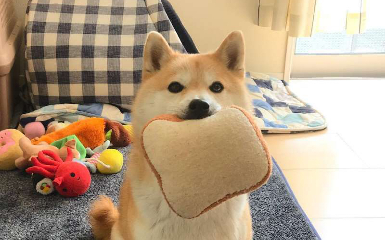 【柴犬大福】叼面包