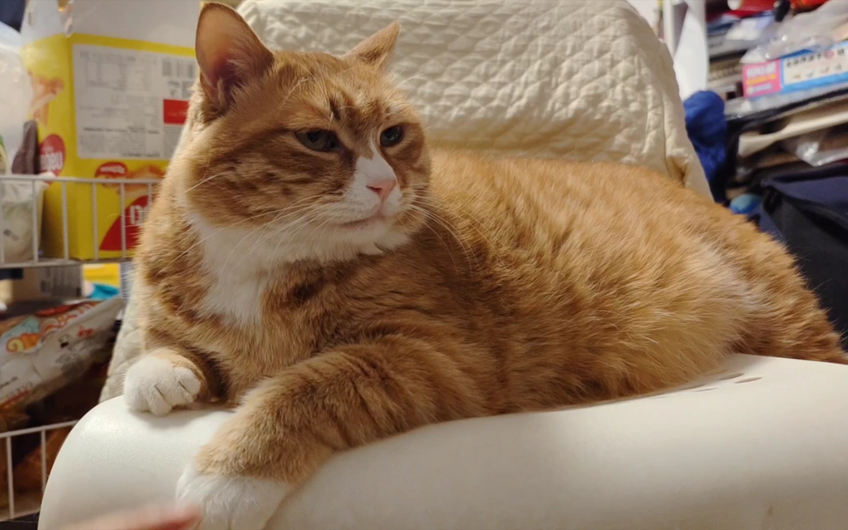 橘猫蛋糕 逗逗黄猫咪