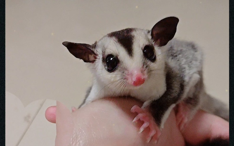 小可爱,蜜袋鼯,还会滑翔的哦