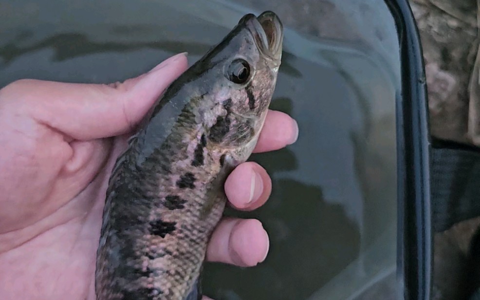 这是什么罗非?怎么像鲈鱼?