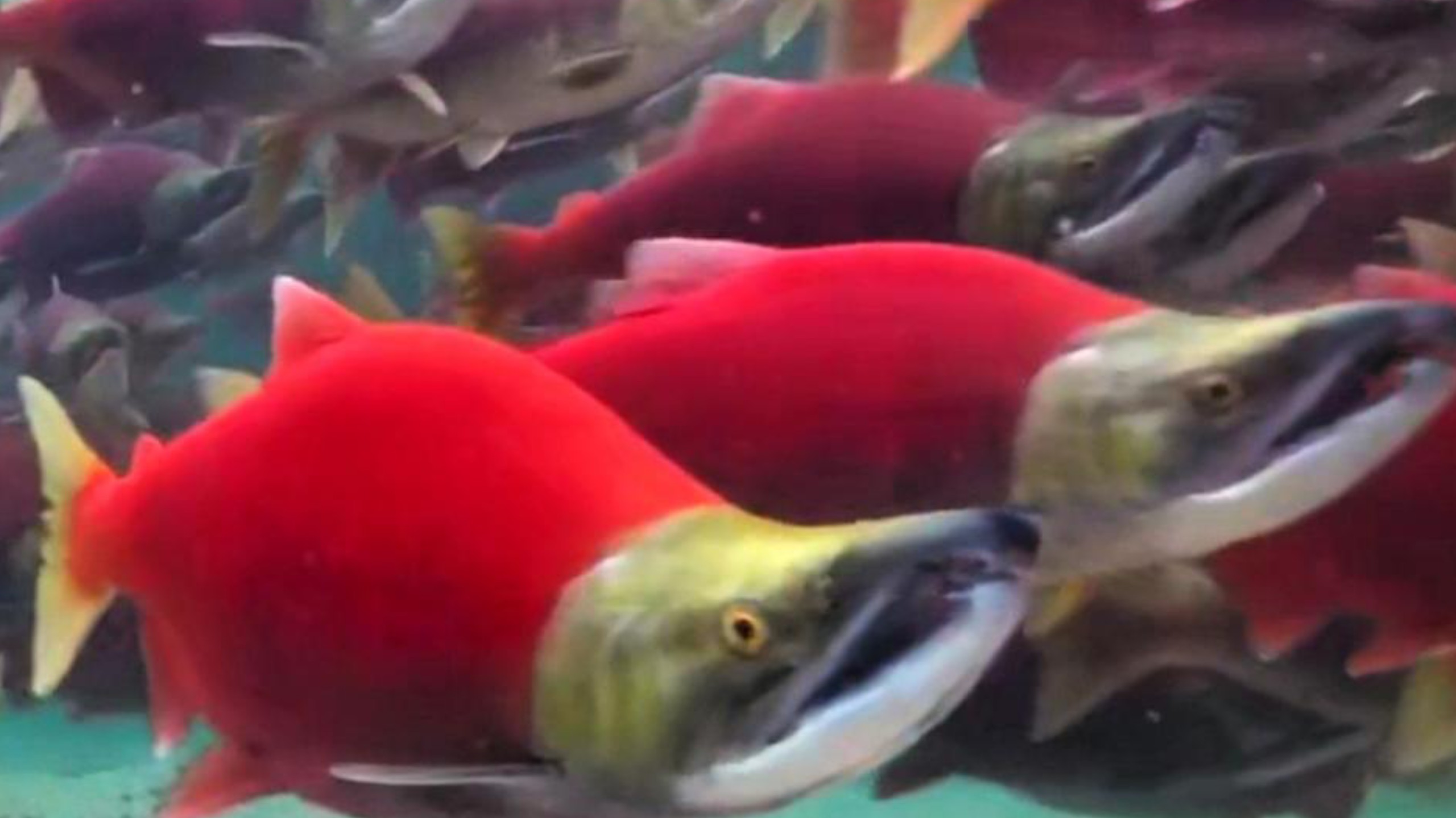 鲑鱼洄游有去无回