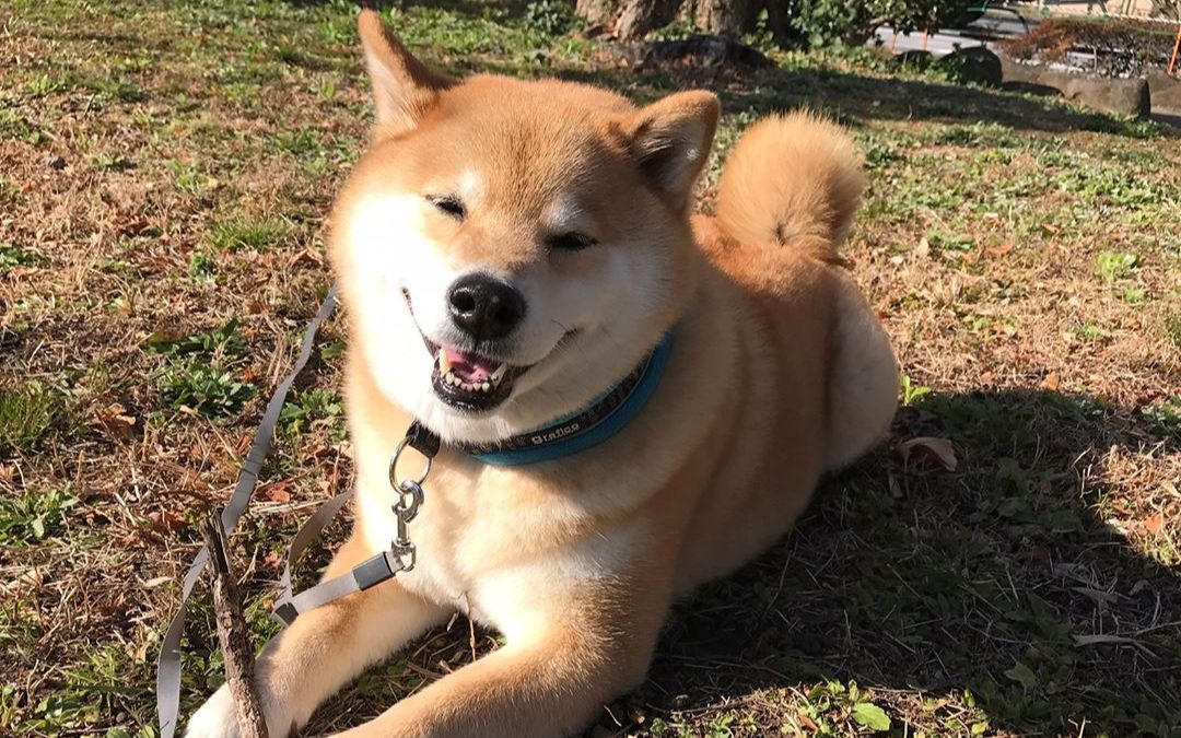 [柴犬maru的日常]帮耙耙捡树枝 (;￢д￢)泥要辣么多树枝干什么啦?