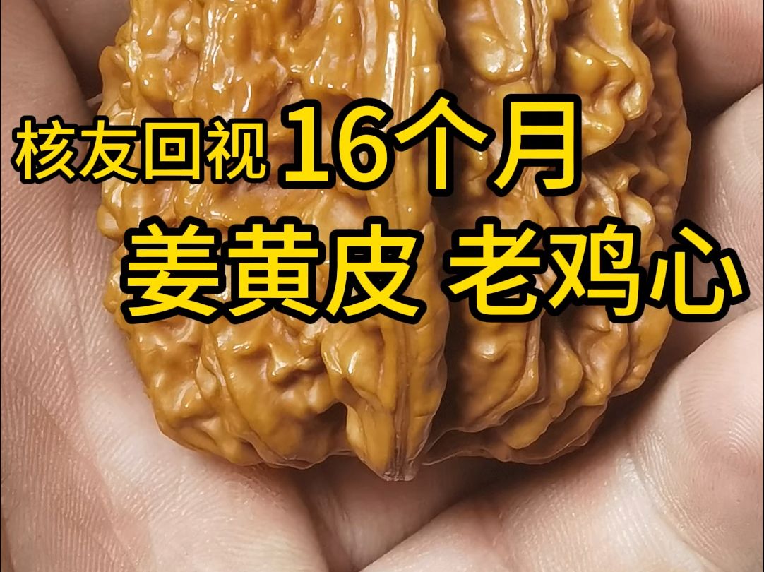 核友玩了16个月的老鸡心核桃这品种秒杀市面上90%知名不知名刚起名的核桃品种哔哩哔哩bilibili