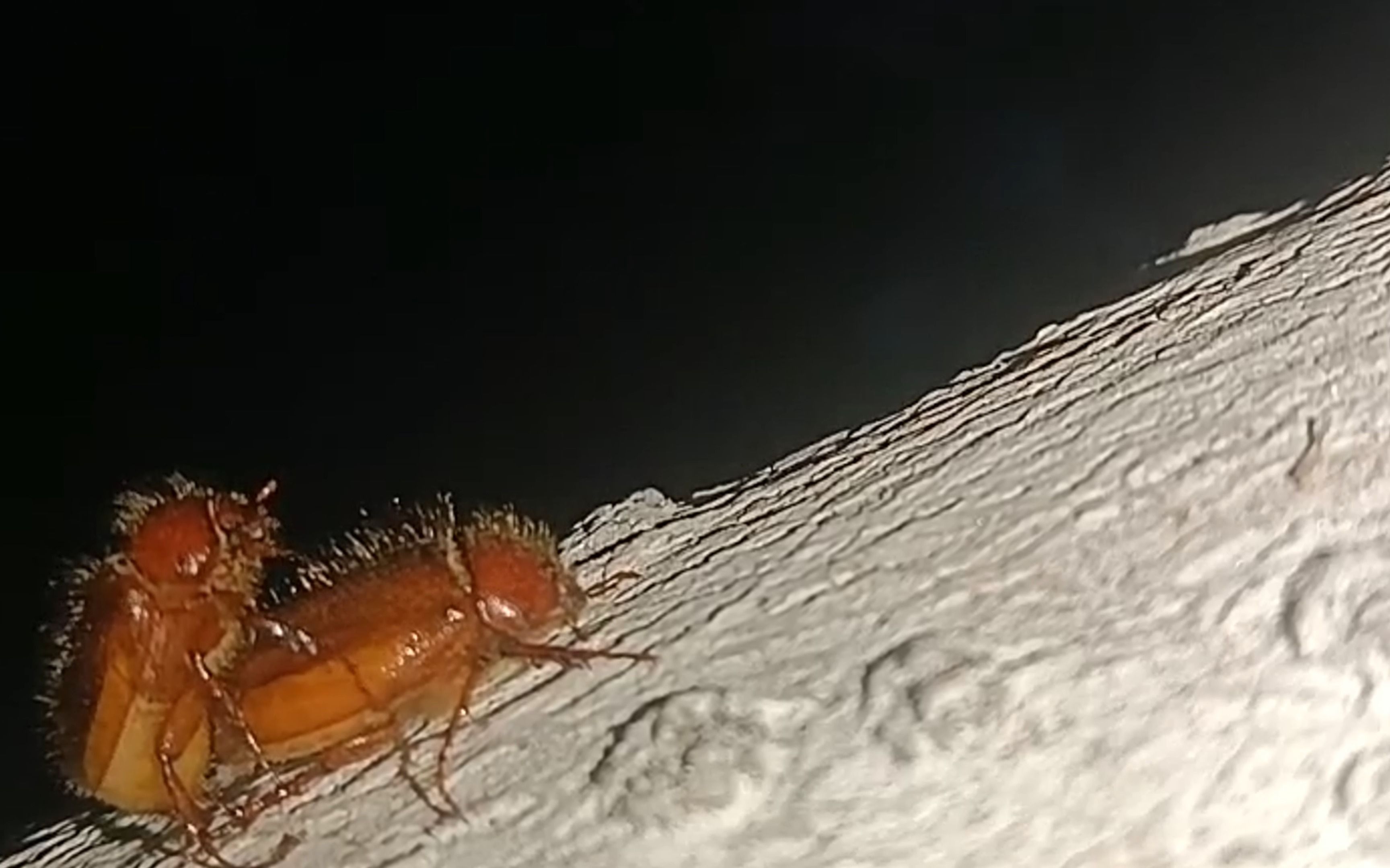 熟悉的老地方,杭州毛黄鳃金龟大爆发,随手拍