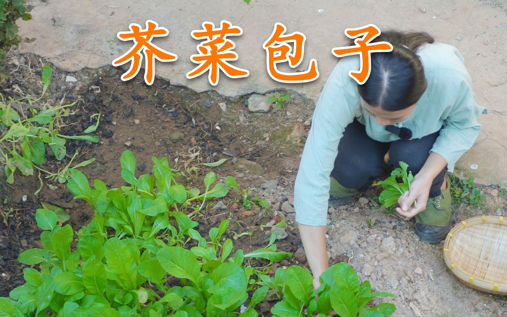 新鲜出炉的芥菜包子来了,摘些芥菜,给儿子做一顿香喷喷的包子哔哩哔哩bilibili