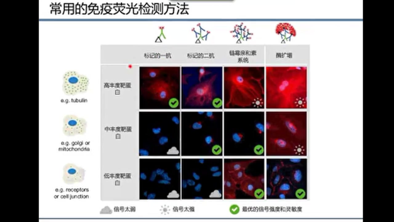 [图]免疫荧光技术详解-赛默飞