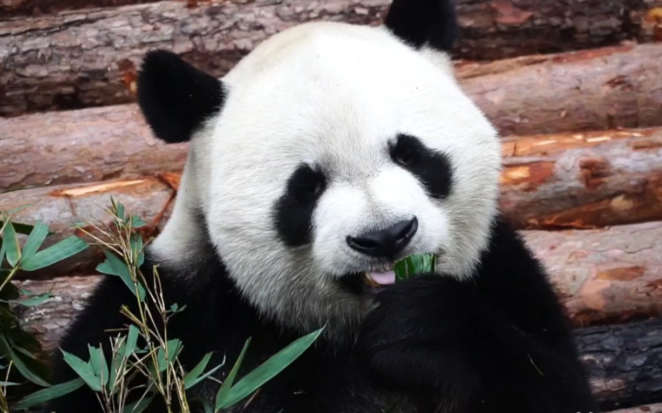 【大熊猫星宝】圆头圆脑大佬神情 欢迎来贵阳黔灵山公园看它