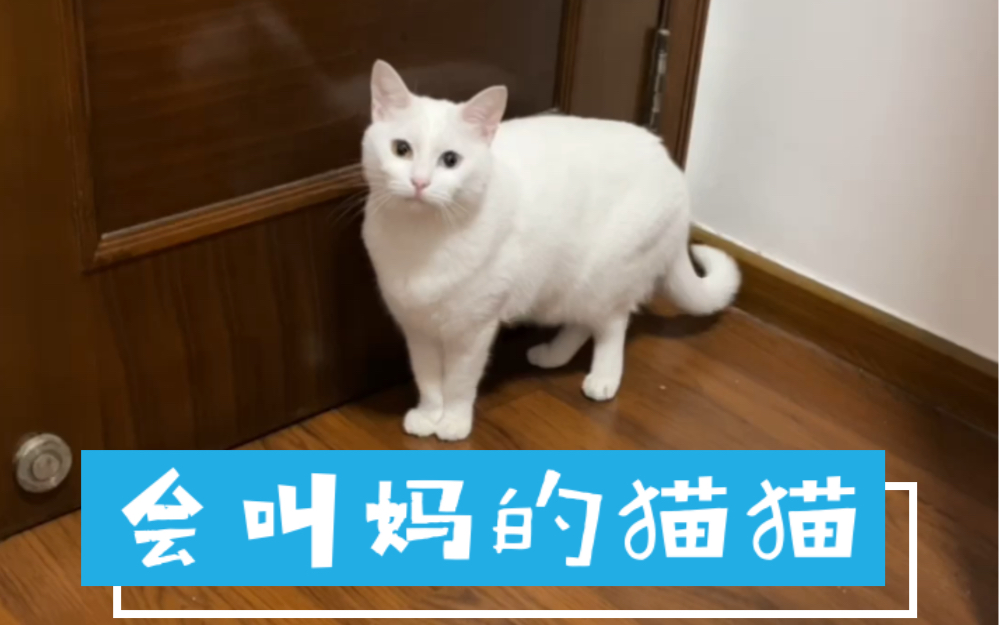 [图]会叫妈的猫猫