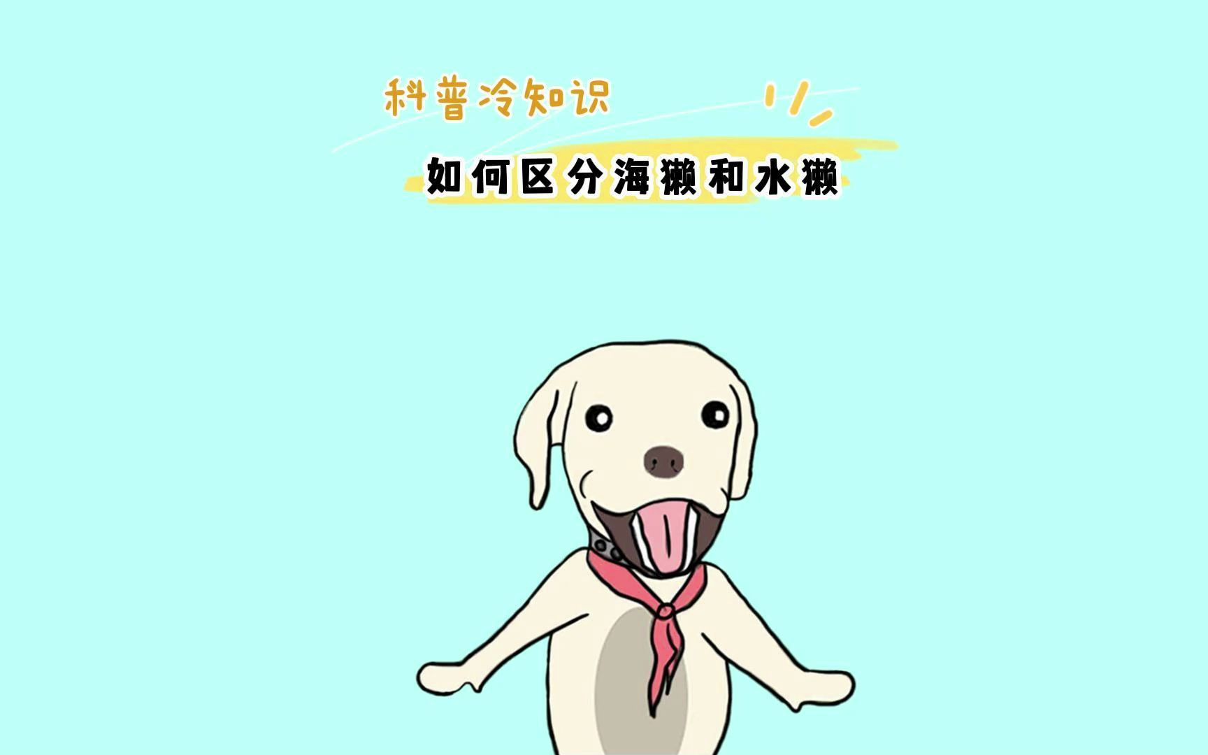 如何区分海獭和水獭哔哩哔哩bilibili